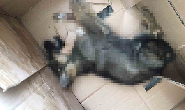 Kutu içerisindeki ölü köpek ekipleri harekete geçirdi