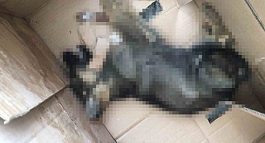 Kutu içerisindeki ölü köpek ekipleri harekete geçirdi