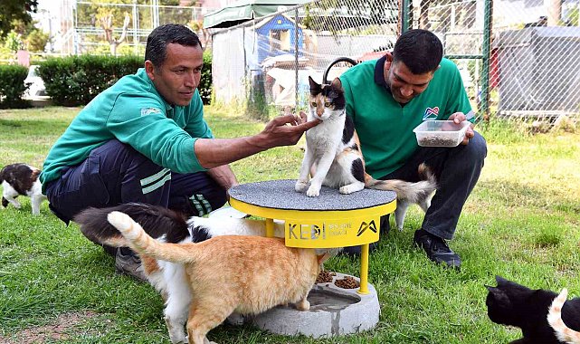 Mersin'de 2022 yılı içerisinde 6 bin 500 kedi ve köpek kısırlaştırıldı