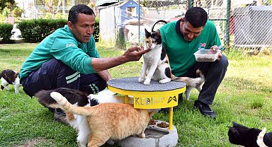 Mersin'de 2022 yılı içerisinde 6 bin 500 kedi ve köpek kısırlaştırıldı