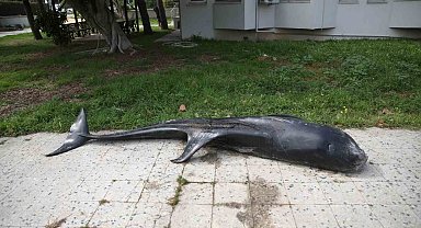 Mersin'de dev yunus balığı ölü olarak karaya vurdu