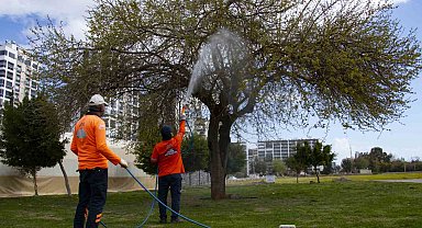 Mersin'de haşere ile mücadale çalışmaları hız kazandı