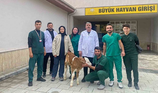 Sindirim sistemi problemi yaşayan 2 günlük buzağı sağlığına kavuşturuldu