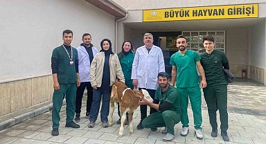 Sindirim sistemi problemi yaşayan 2 günlük buzağı sağlığına kavuşturuldu