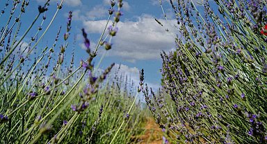 Tarsus'ta Lavanta Yetiştiriciliği Projesi