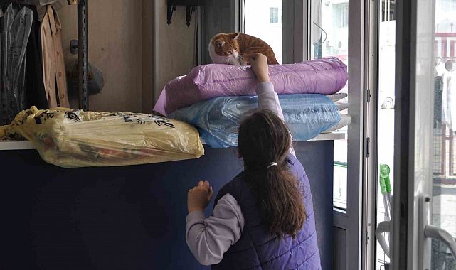 Terzi dükkânındaki kediler müşterilerin ilgi odağı oluyor