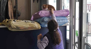 Terzi dükkânındaki kediler müşterilerin ilgi odağı oluyor