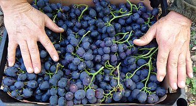 Turfanda 'siyah inci'de hasat zamanı