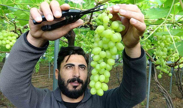 Turfanda üzüm çıktı, ilk siparişler Ortadoğu ve Rusya'dan