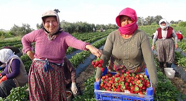 Türkiye'nin çilek deposundan ihracat başladı