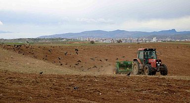 Türkiye'nin hububat şehrinde ekimler başladı, dikkati ise kargalar çekti