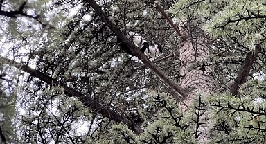 Yaklaşık 30 saat boyunca bir ağaçta mahsur kalan kedi kendi çabalarıyla kurtuldu