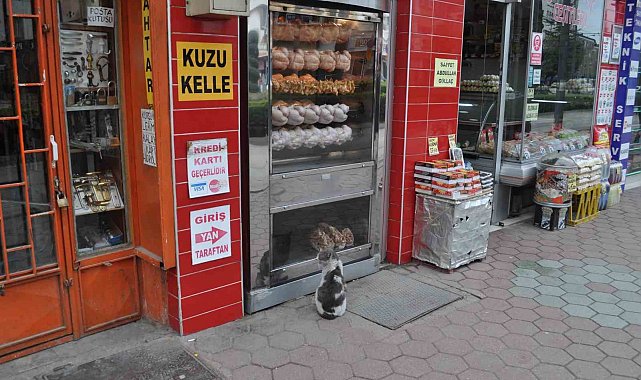 Yiyemediği etleri hayranlıkla izledi