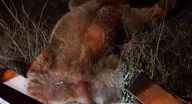 Yola fırlayan ayı telef olurken bir aracı da hurdaya çevirdi