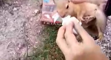 Yolda yaralı bulduğu sincaba vatandaştan şefkat eli