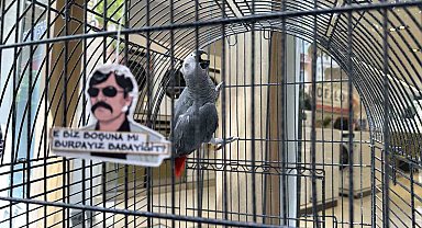 'Pala' isimli papağan kargalara imrendi, Türkçeyi unuttu