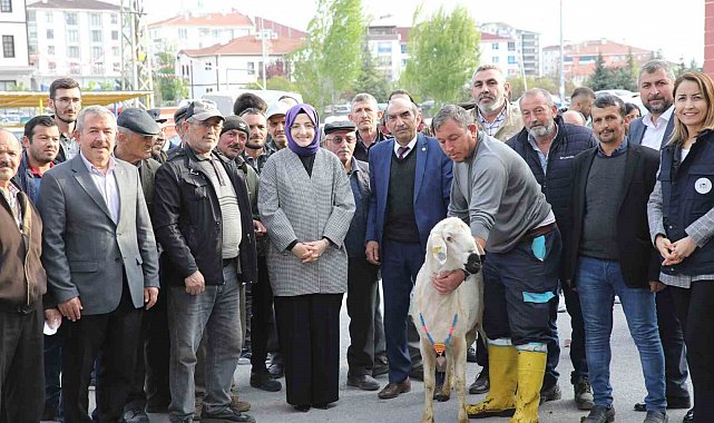 Akyurt'ta çiftçilere damızlık koç desteği