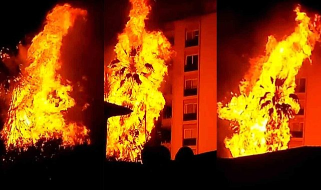 Alev topuna dönen palmiye ağaçları korku dolu anlar yaşattı