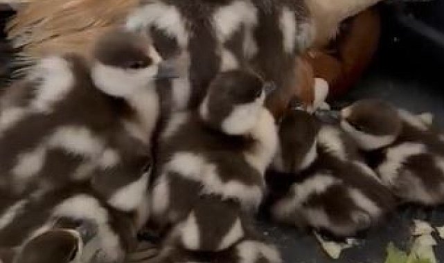 Angıt yavruları yumurtadan çıktı