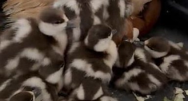 Angıt yavruları yumurtadan çıktı
