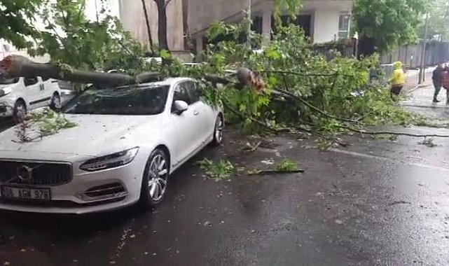 Ankara'da 3 aracın üzerine ağaç devrildi