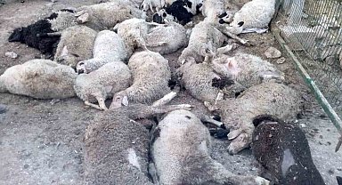 Ankara'da sokak köpekleri saldırısı: 40 kuzu telef oldu