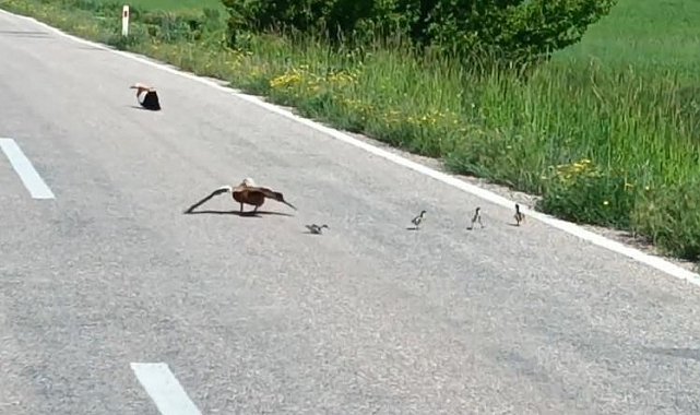 Avlanması yasak angut ördeği yavrularını korumak için sakat taklidi yaptı