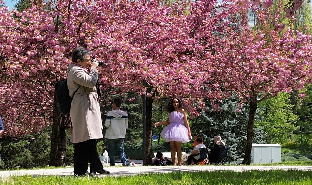 Baharın müjdeleyicisi "sakura ağaçları"ndan görsel şölen