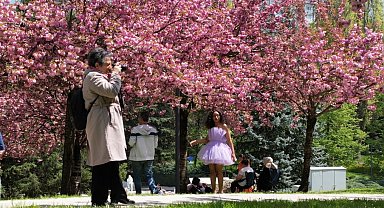 Baharın müjdeleyicisi "sakura ağaçları"ndan görsel şölen
