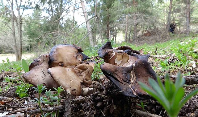 Doğadan toplanıp tüketilen mantar ölüme yol açabiliyor