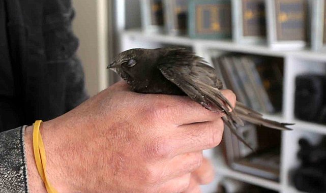 Ebabil kuşu Sivas'ta yaralı olarak bulundu
