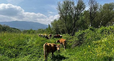 El değmemiş yaylalarda otlayan hayvanların kartpostallık manzarası