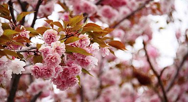 Güzel kokusuyla rengarenk çiçeği ile sakura ağacı