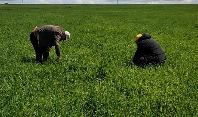 Hububat ekili alanlarda tarla faresi ile mücadele çalışmaları