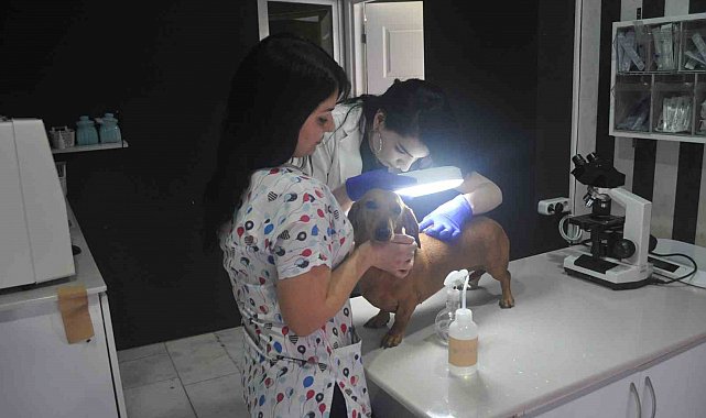 İnsanlardaki uyuz salgınının sebebi hayvanlar değil