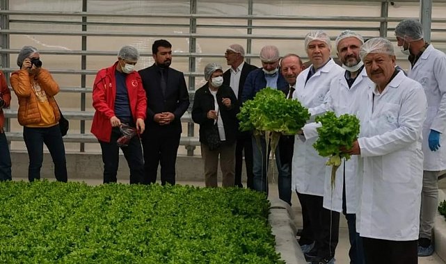 Jeotermal serada ilk hasat sevinci