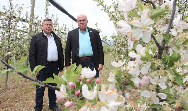 Karaman'da 12 milyon elma ağacı aynı anda çiçek açtı