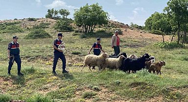 Kaybolan küçükbaş hayvanlar jandarma ekiplerince bulundu