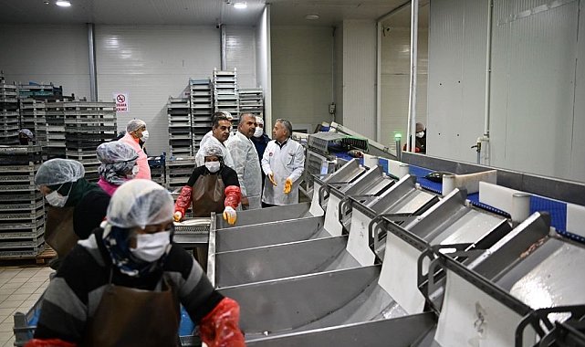 Kayseri'deki tesiste günlük 60 ton balık işleniyor