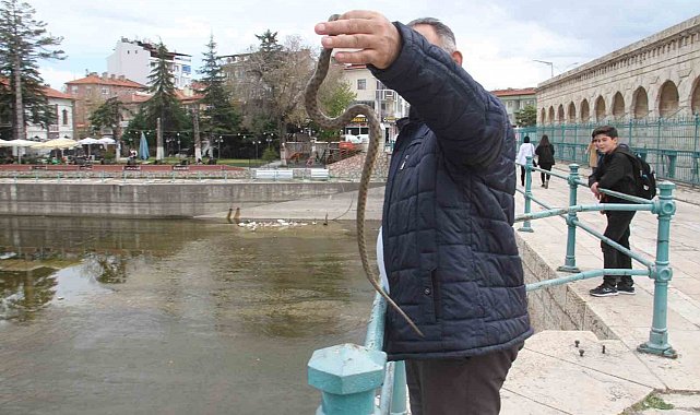 Konya'da havalar ısındı, yılanlar ortaya çıkmaya başladı