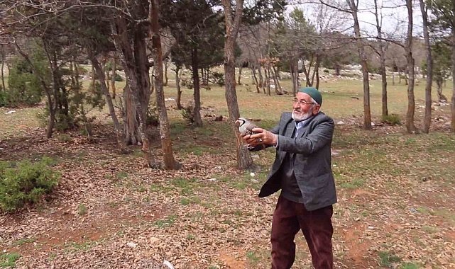 Konya'da kınalı keklikler doğaya salındı