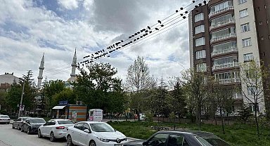 Kuşların ekmek büfesi yanında kırıntı nöbeti