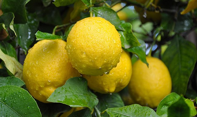 Limonda hasat sonu, üreticide ucuz, markette pahalı