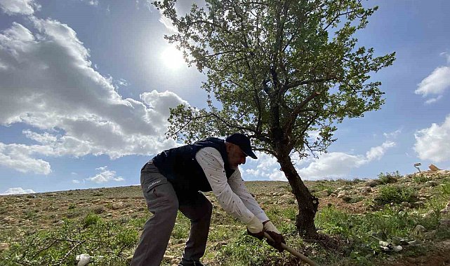 Merak üzerine çıktığı dağlık alanda, gölge bulamayınca kendini ağaçlara adadı