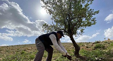 Merak üzerine çıktığı dağlık alanda, gölge bulamayınca kendini ağaçlara adadı