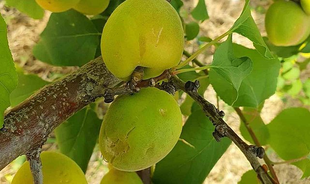 Mersinde dolunun zarar verdiği bahçelerde hasar tespit çalışması başlatıldı