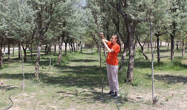 Okul bahçesine dikilen ağaçların bakımını öğrenci ve öğretmenler yapıyor