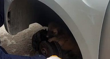 Otomobil tekerleğine sıkışan yavru kangal kurtarıldı