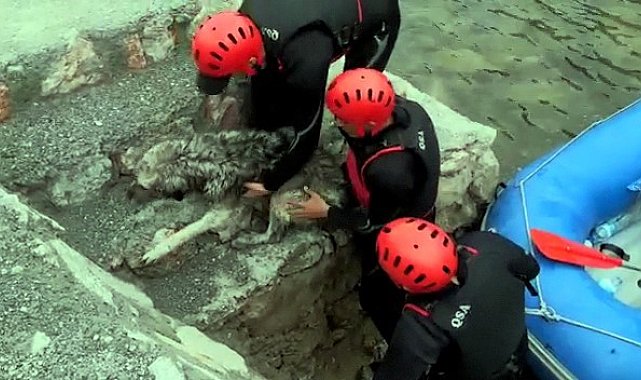 Rafting parkurunda donmak üzere olan köpeğin imdadına sporcular yetişti
