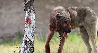 Sokak köpeği dehşet saçtı: Önce çocuğu ısırdı, sonra bir başka köpeği boğdu